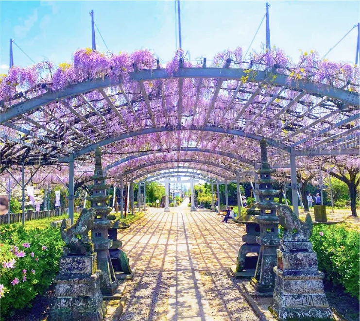 山田の藤(山田日吉神社)